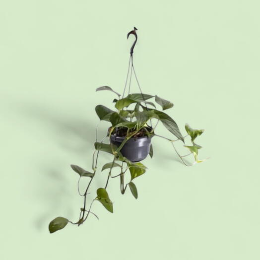Epipremnum - pokojova rostlina