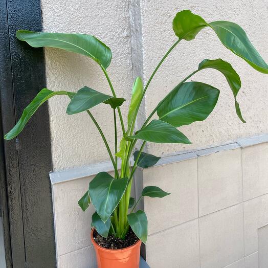 Strelitzia