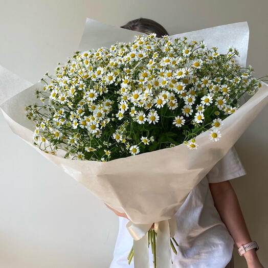 Camomile maxi