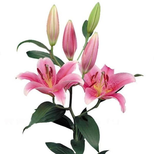 Lirio (rosa)
