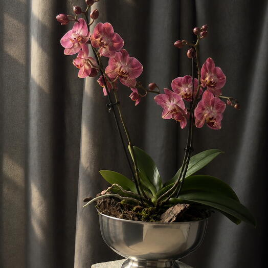 Orchidee