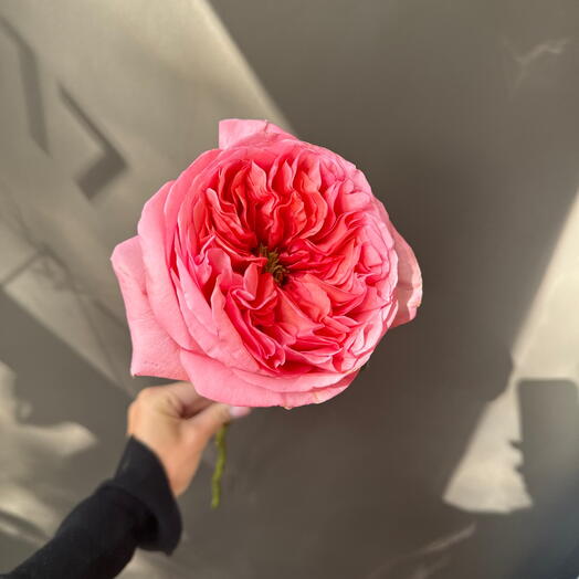 Pink Expression Garden Rose