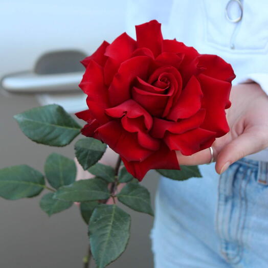 Rosa roja estilo francés (Ecuador) 70 cm