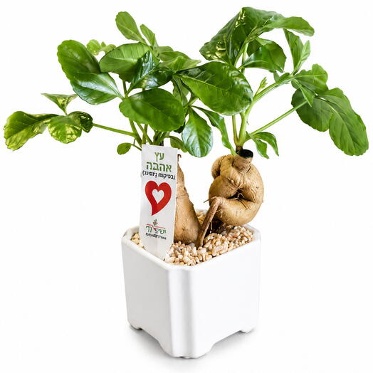 Ginseng Ficus Bonsai in Ceramic Pot