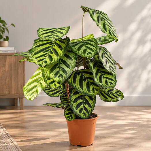 Calathea