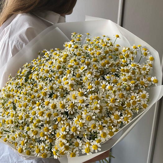 Bouquet of chamomile