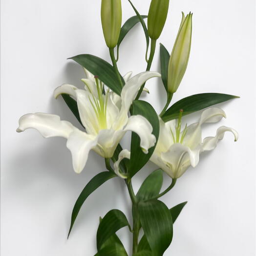 Liilium blanco