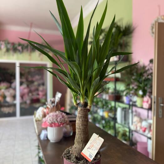 Yucca