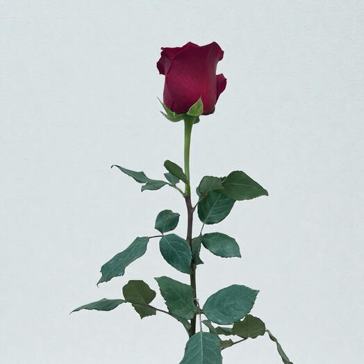 Rosa roja Ecuador