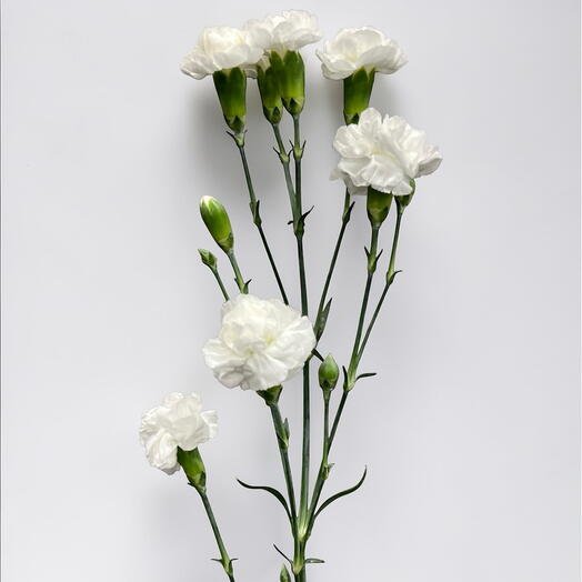 Spray de clavel blanco