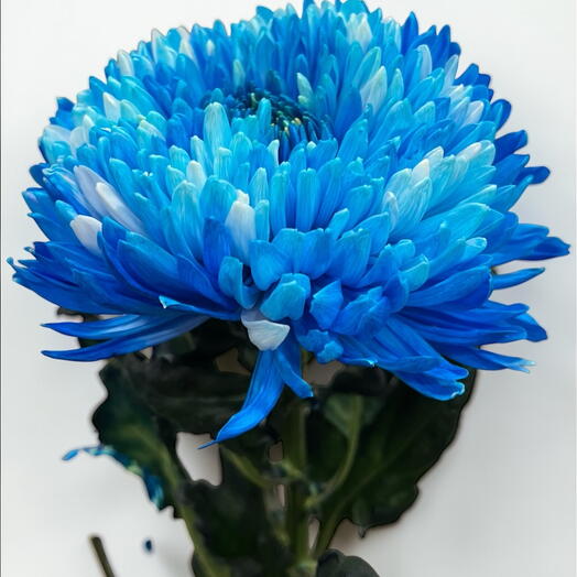 Crisantemo  azul