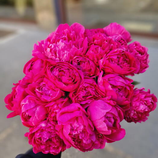 Peonies Monocolor Royal