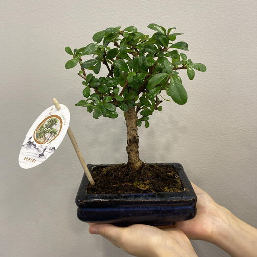 Carmona Bonsai