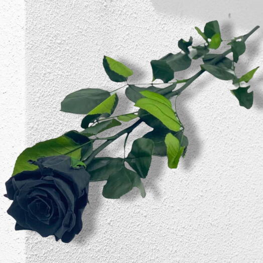 Eternal black rose on a stem, stabilized flower 50cm