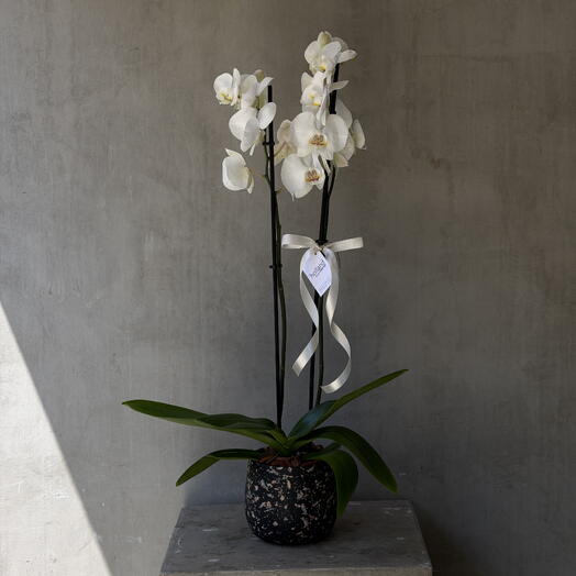 Double Spike Orchid - Dark Pot