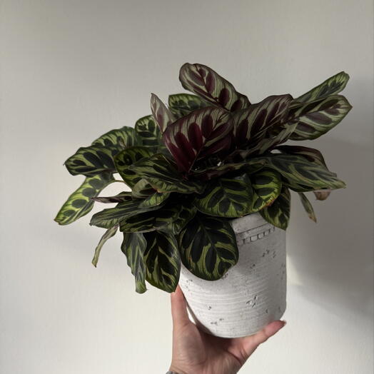 Calathea