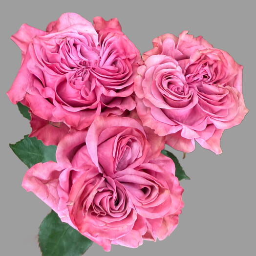 Peony roses