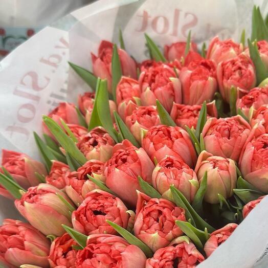 Double tulips 🌷