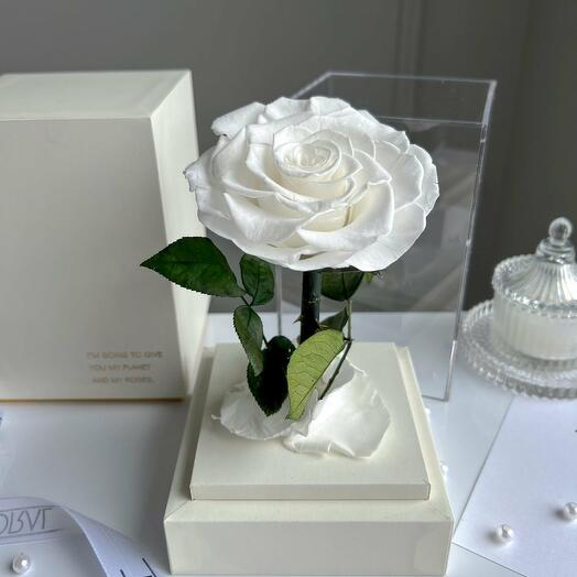 Eternal white rose in the white acrylic tower