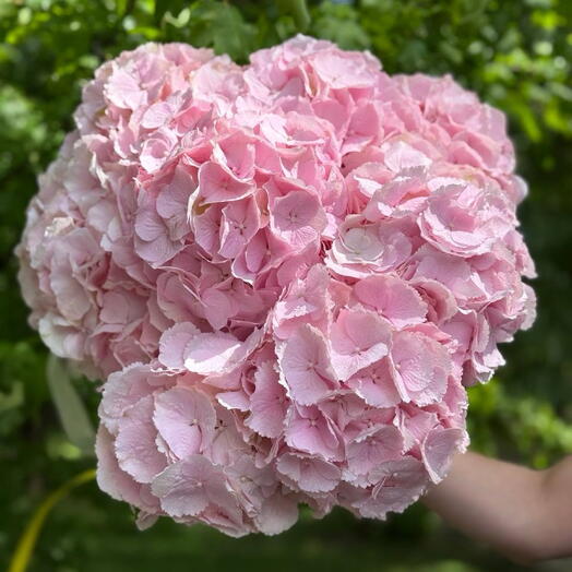 Pink Hortensia