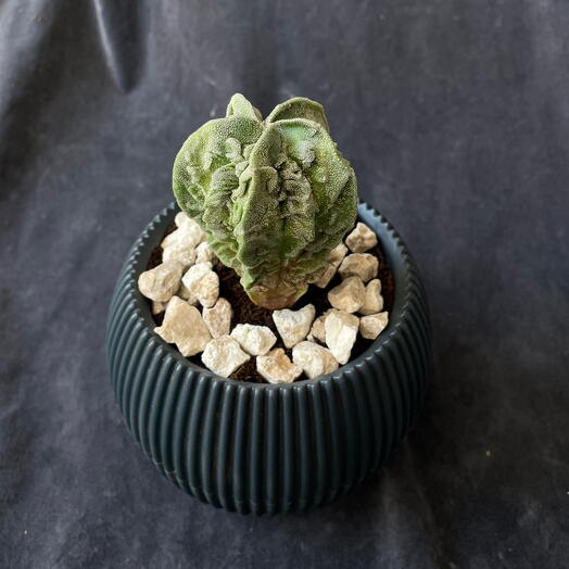 Astrophytum
