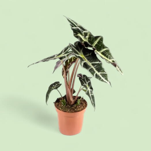 Alocasia