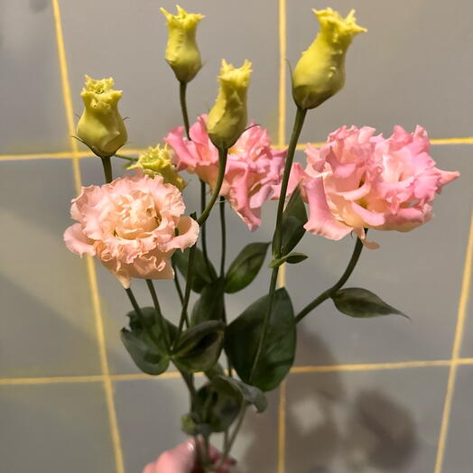 Eustoma růzova