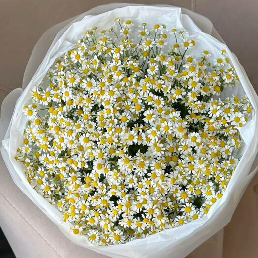 Chamomile
