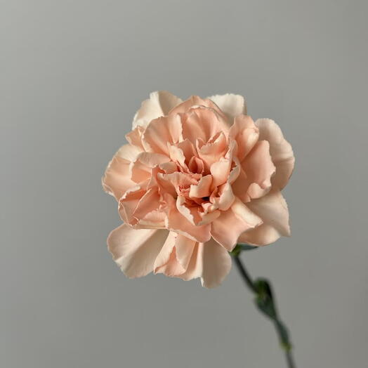 Peach Carnation (Dianthus Caryophyllus)