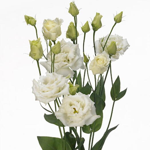 Lisianthus – Blanco