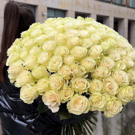 101 rosas largas