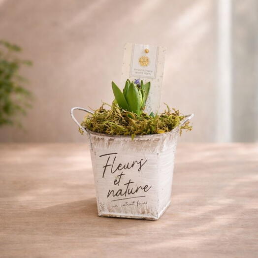 Potted Plant The Little Prince, Price is indicated per 1 item