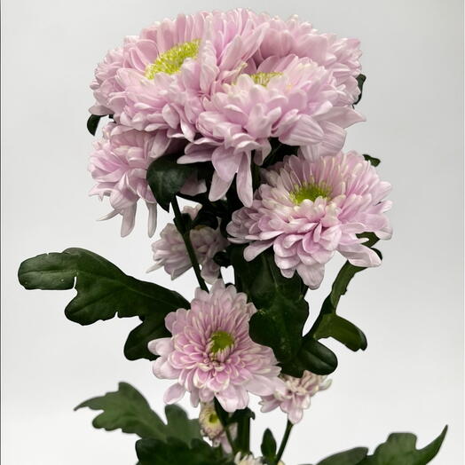 Chrysanthemum spray pink