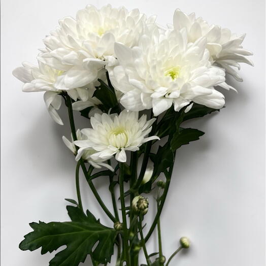 Chrysanthemum spray white