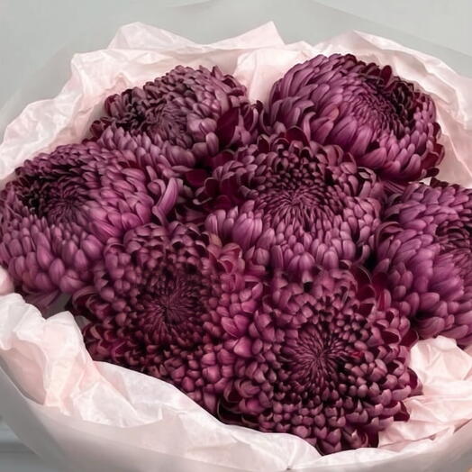 A bouquet of 7 burgundy chrysanthemums