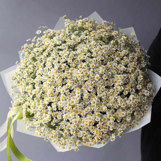 Mono Chamomile