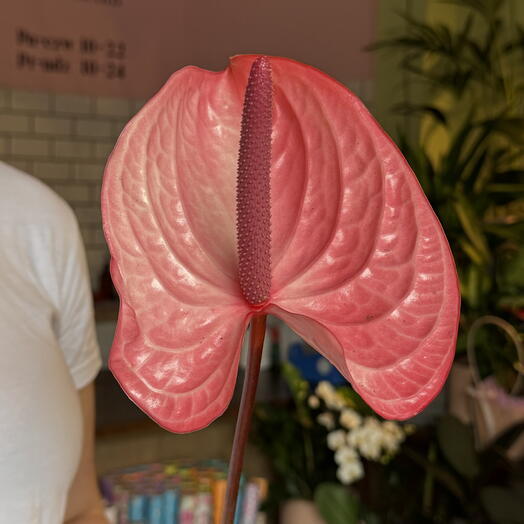 Anthurium