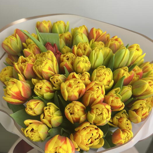Double tulips
