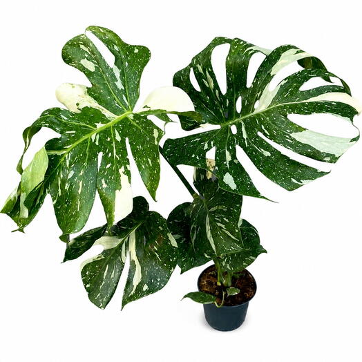 Monstera deliciosa
