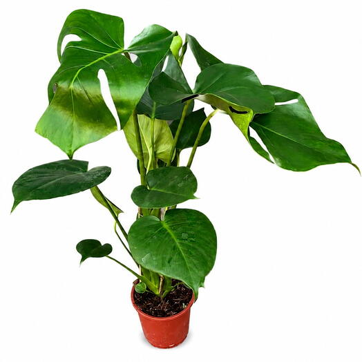 Monstera