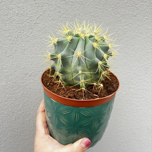 Glaucous Barrel Cactus (Ferocactus glaucescens) in a Ceramic Pot