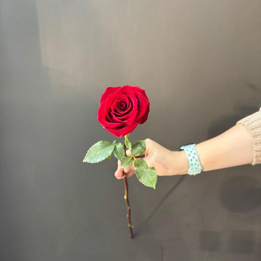 Red Explorer Rose