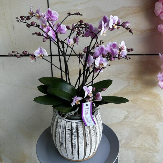 Orquídea 6 tallos