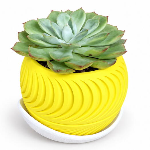 Succulent 002