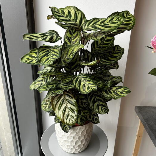 Calathea