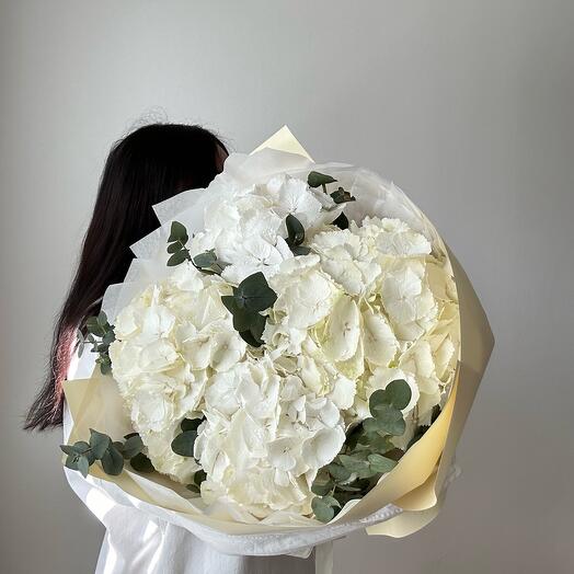 5 hydrangeas