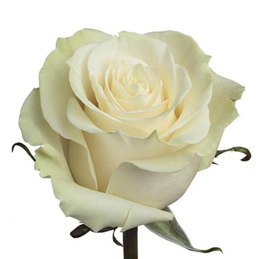 Rosa Mondial