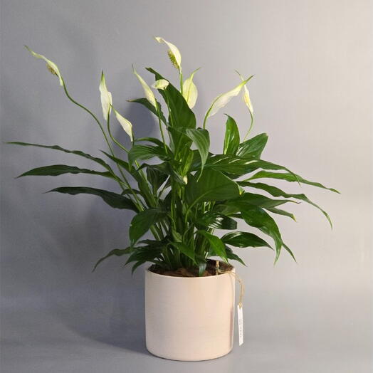 Peace Lily (Spathiphyllum)