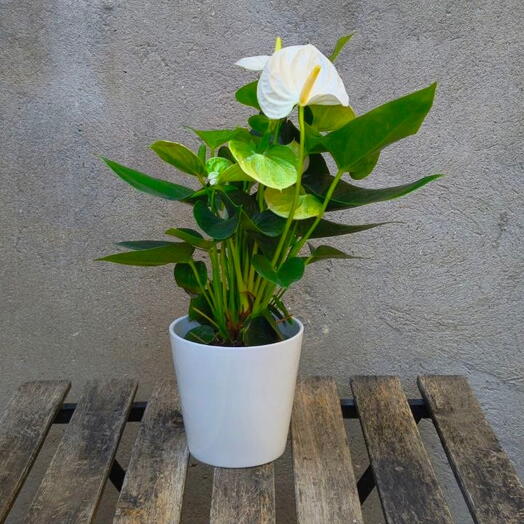 White Anthurium in a ceramic pot