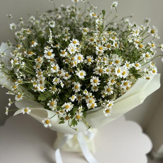 Camomile